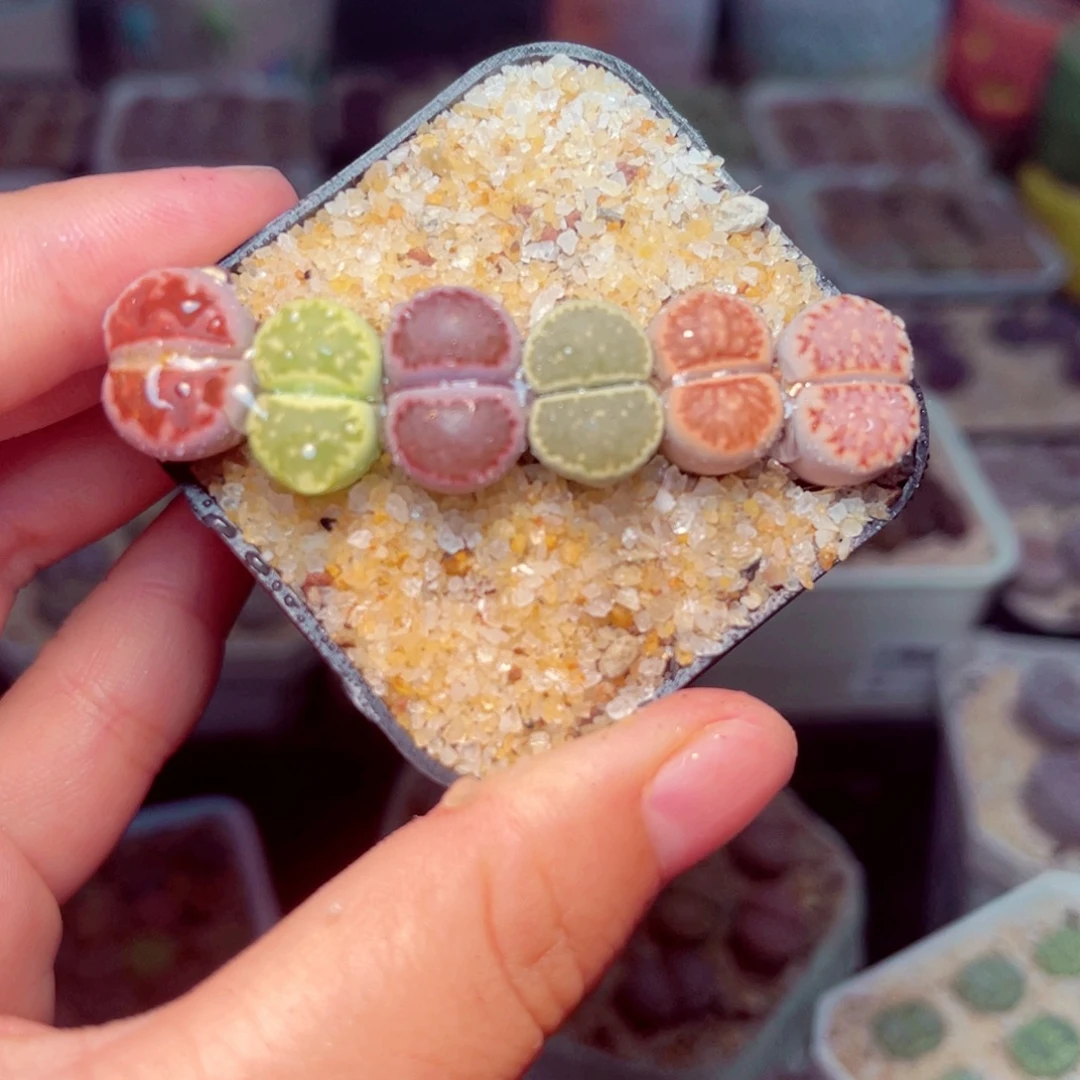 30号带盆包邮发货