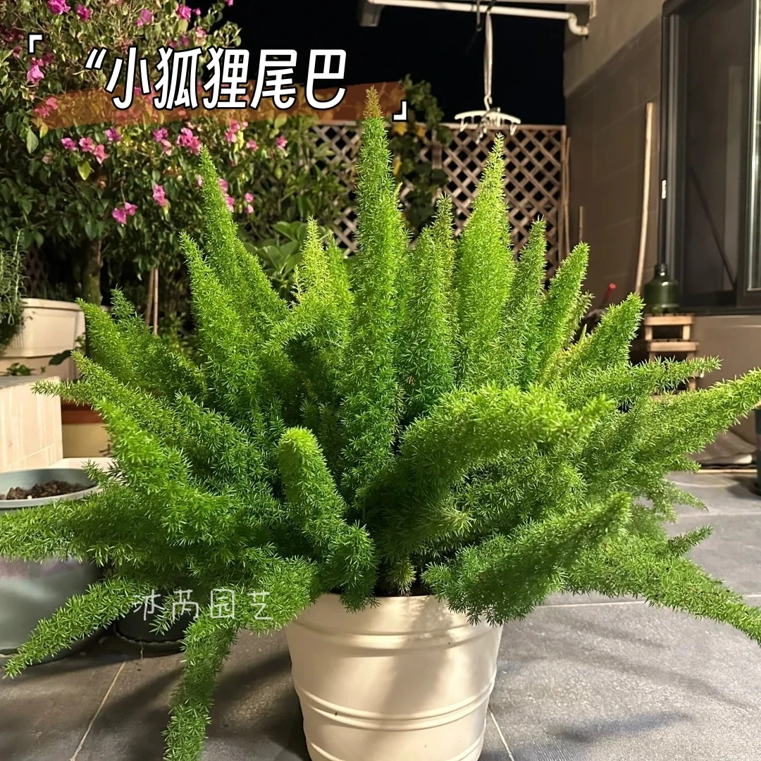 狐尾天门冬盆栽喜阳庭院绿植阳台花园低维护耐热耐旱多年生易活