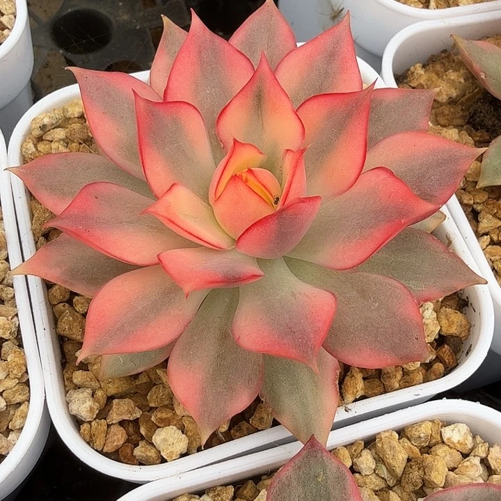 红莲锦腹轮锦大锦边模特