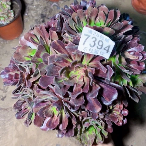 欧若拉多肉植物法师7394