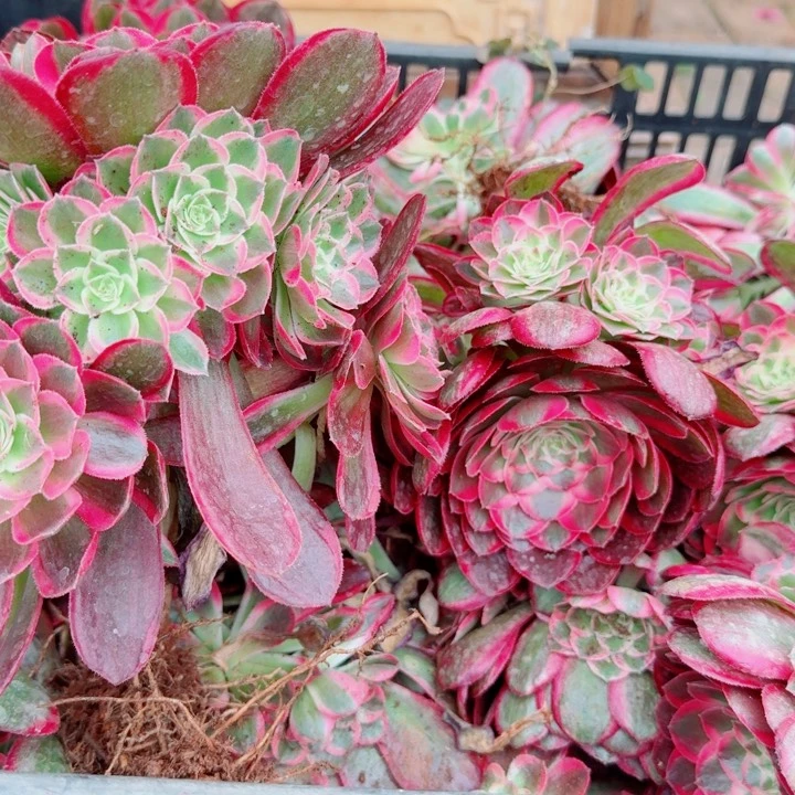 孔雀翎手捧花啊啊啊