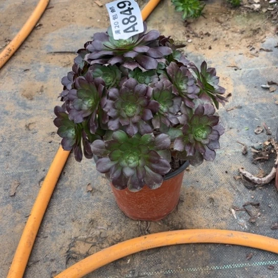 849黑寡妇不包断枝