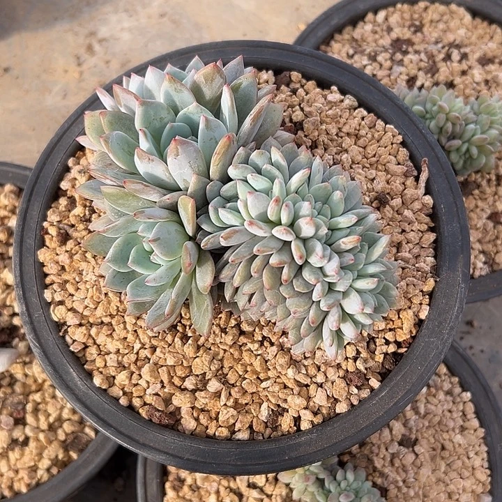 梦露群生缀化多肉