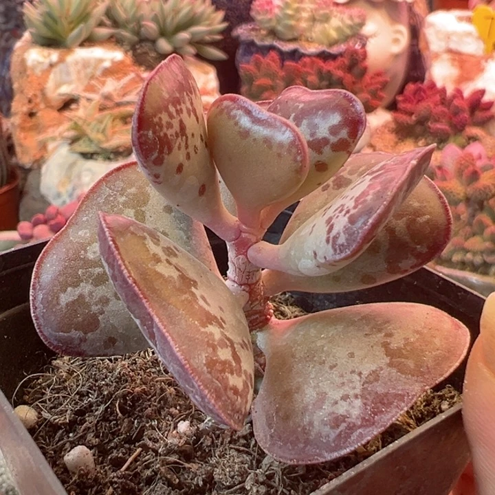 指****味可以说我很喜欢看这段