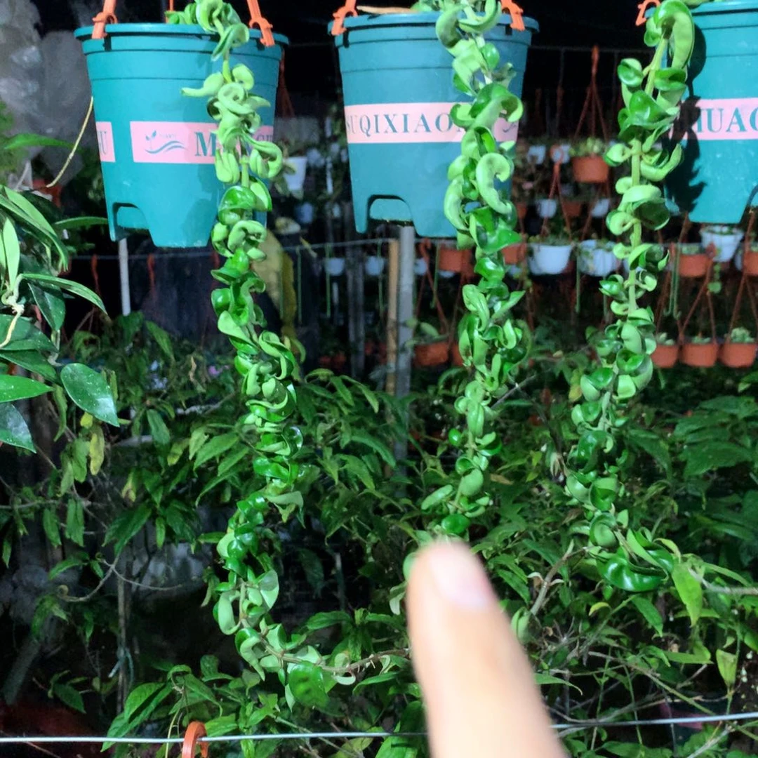 无花朵卷叶50厘米两颗