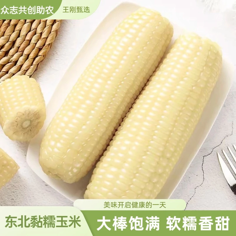 东北白玉米2024年采摘饱满软糯香甜糯玉米真空包装加热即食8棒