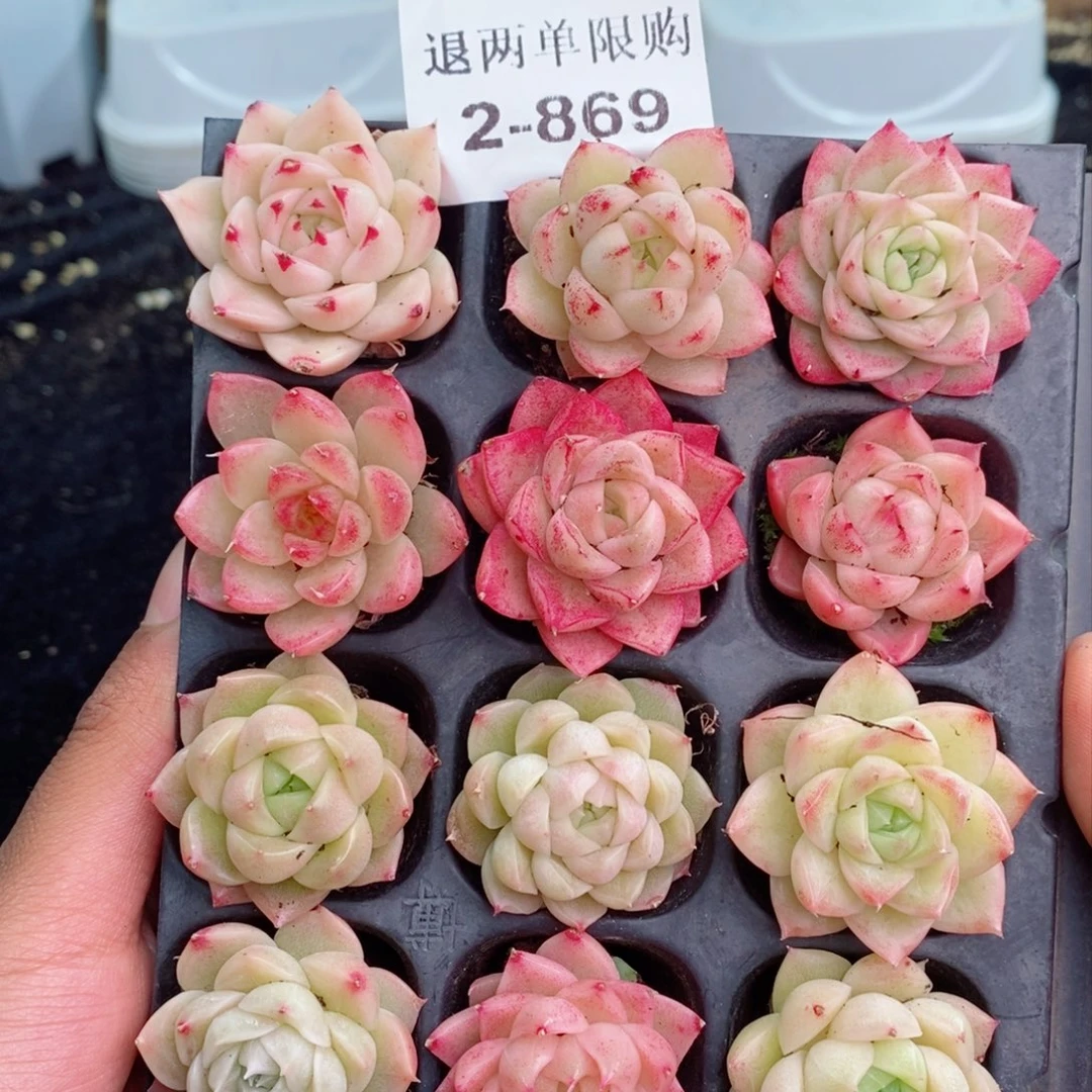 2-869 新疆西藏内蒙不发其他一单包邮两到三公分多肉