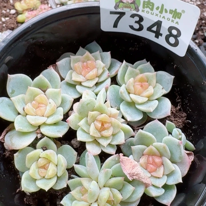 多肉植物多肉植物