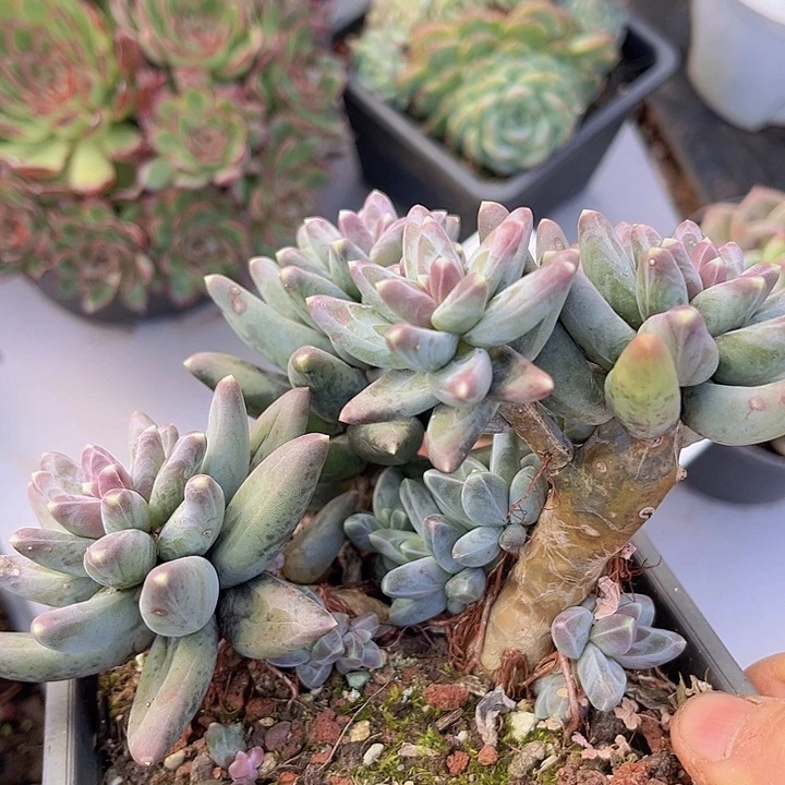 凤羽2402多肉植物