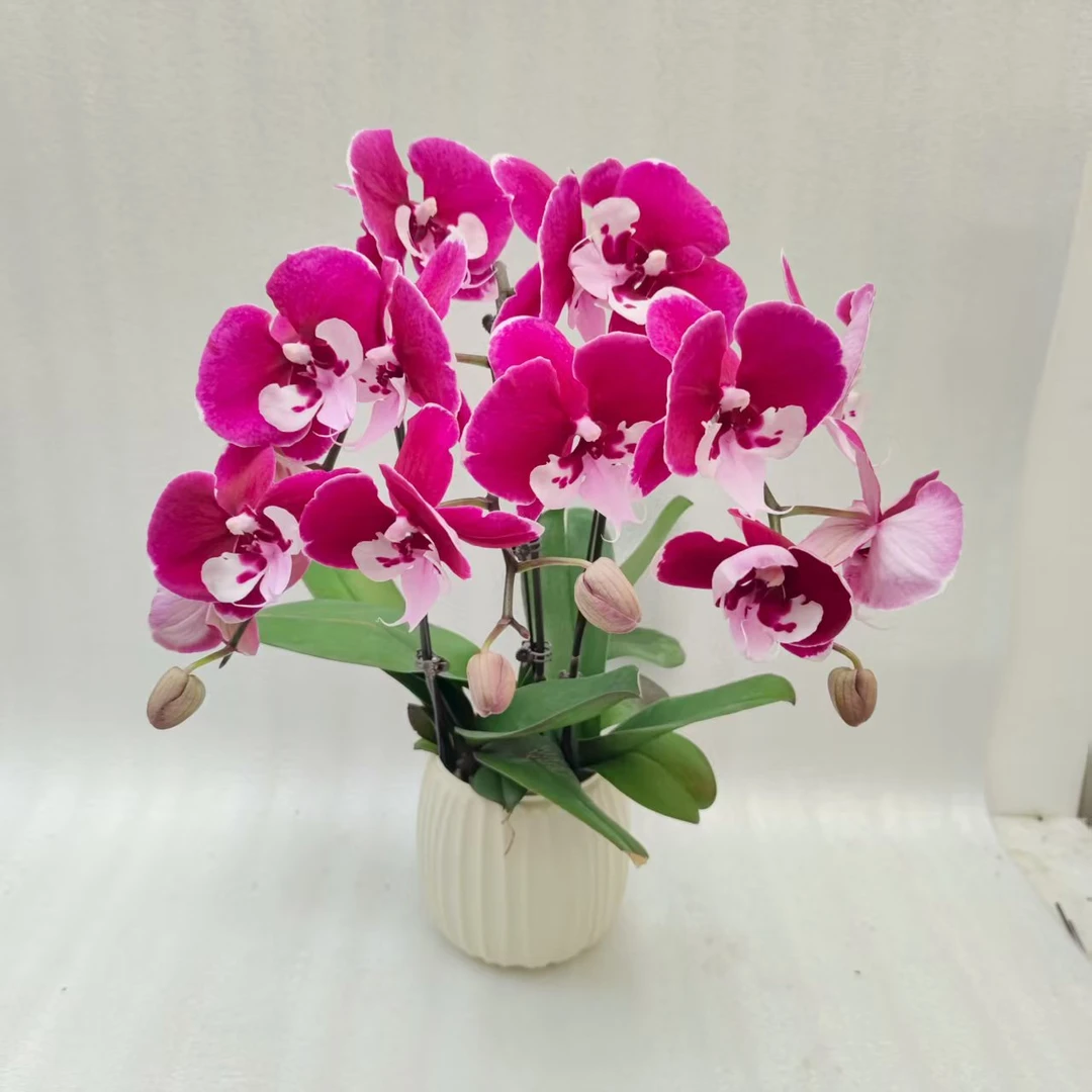 鲜花【宾利】蝴蝶兰室内种植观赏送礼带花发货