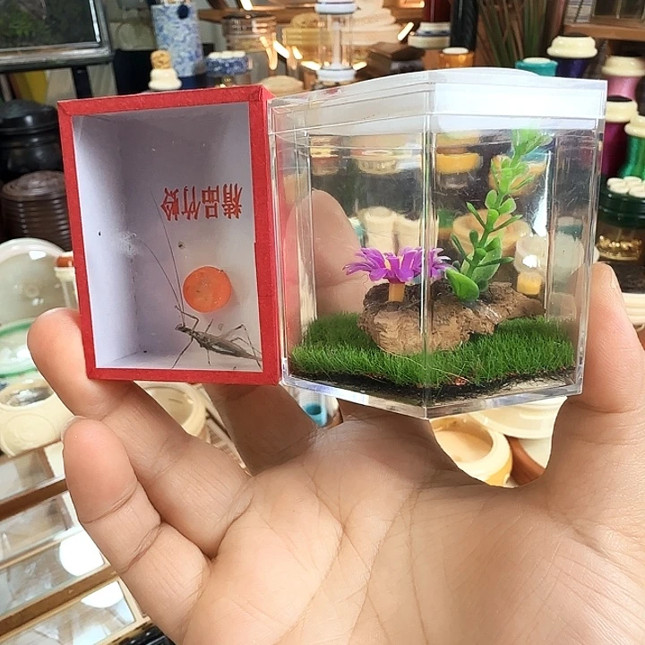 六角➕紫竹啊啊啊啊啊啊