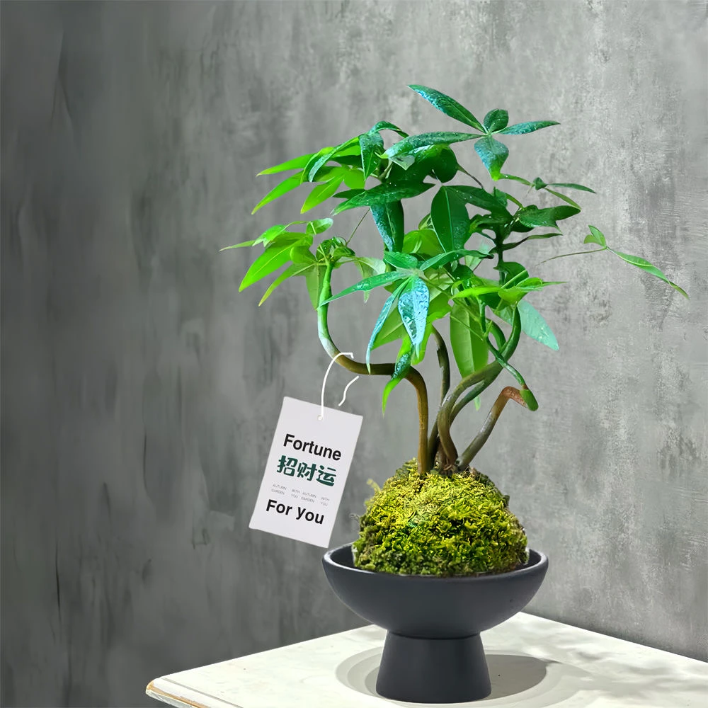 【村长专属】苔藓球盆栽室内客厅办公室桌面四季常绿的水培绿植奇趣