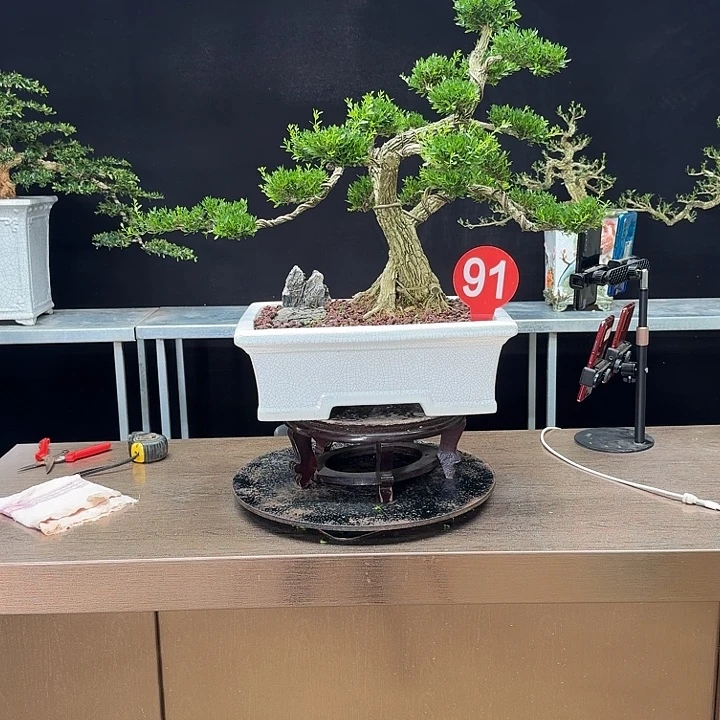 无花朵黄杨黄杨黄杨黄杨