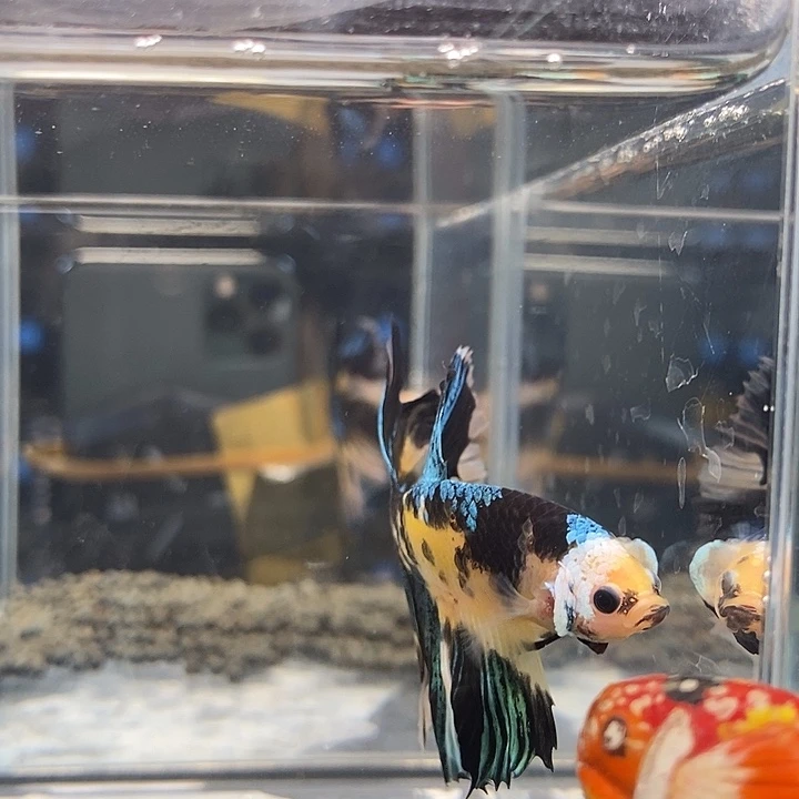 斗鱼黑142号巨斗半月