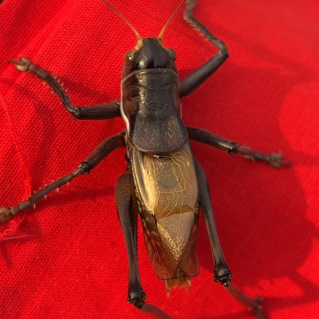 圆***堂蝈蝈蝈蝈福福价格