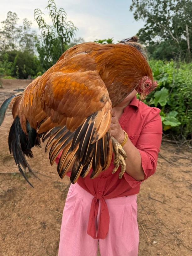 广东阳春农村散养果园鸡土鸡扇鸡阉鸡 省内包邮顺丰 净重4～5斤
