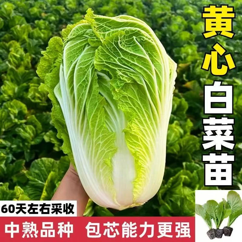 早熟黄心大白菜苗秧苗四季高产抗病盆栽耐寒本地大白菜苗娃娃菜苗