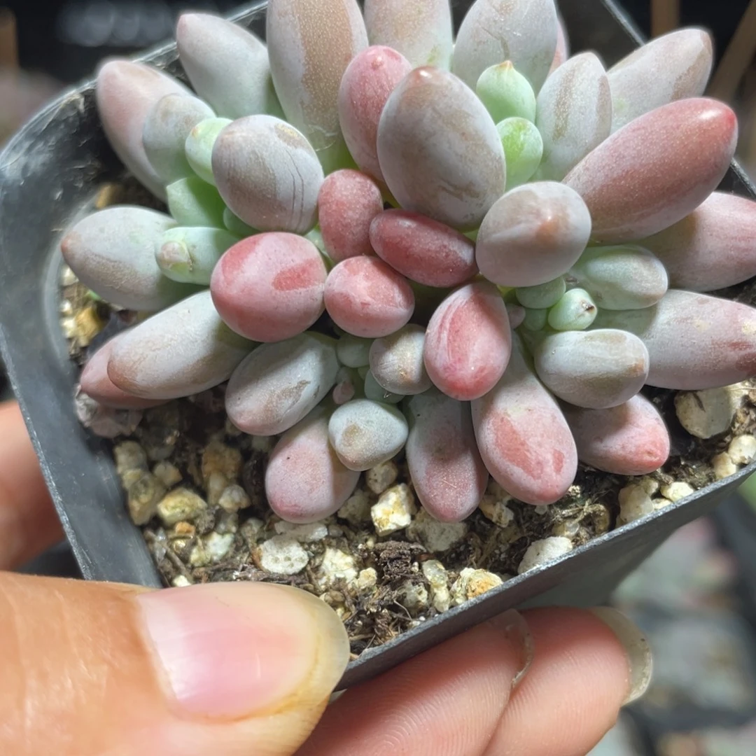 仙子奶酪多肉植物