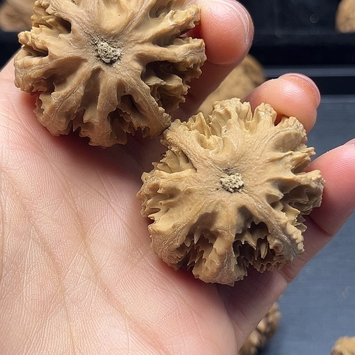 龙***哥核桃秦岭突突突突突