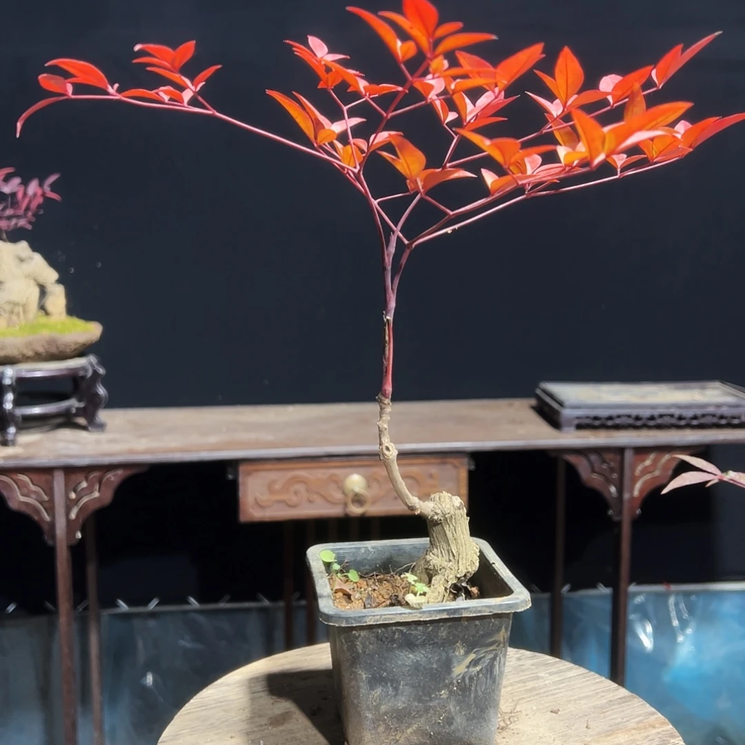 无花朵00000000000010