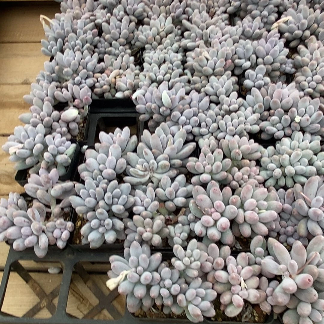 74汤圆小群，多肉植物