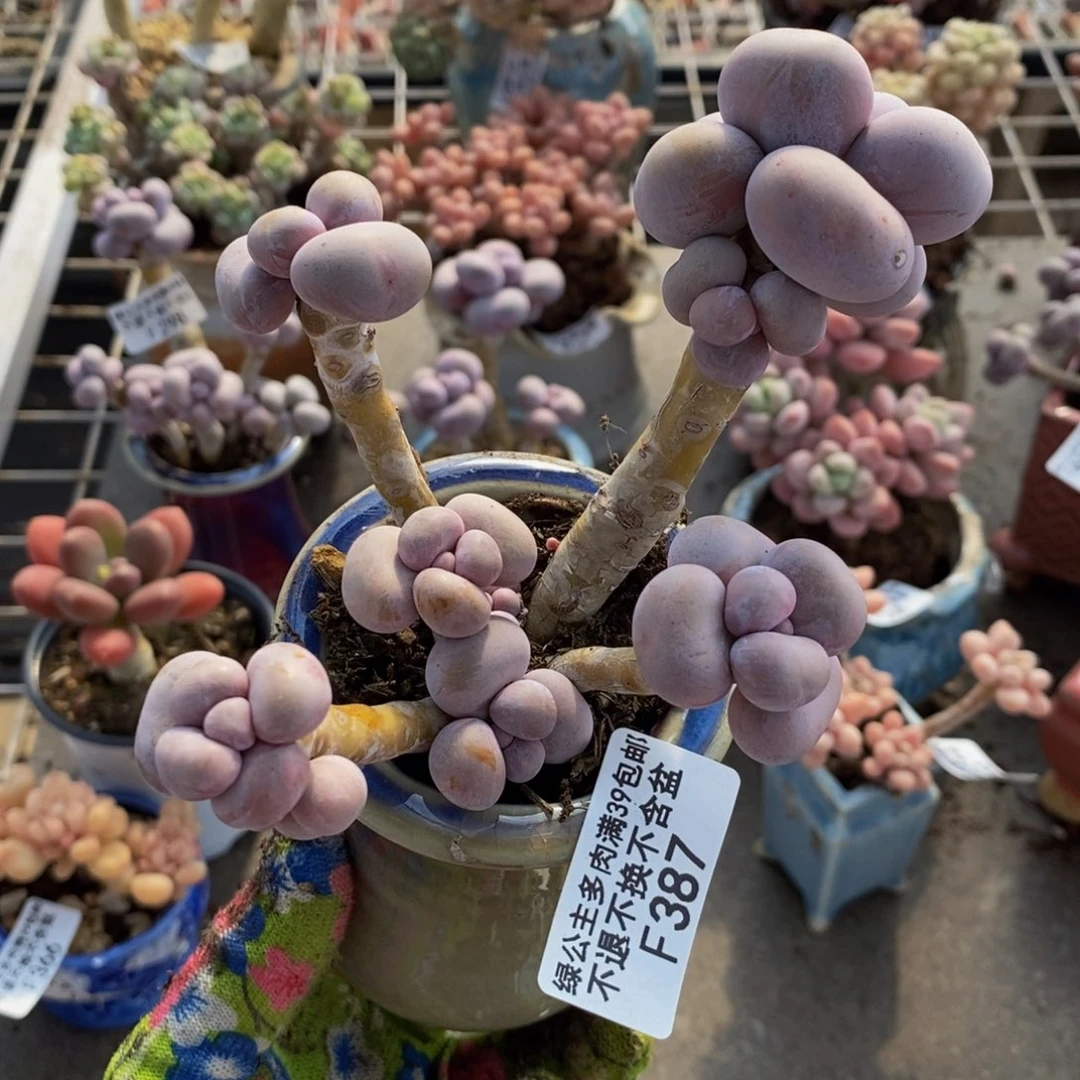 芭比奶酪387/10c m