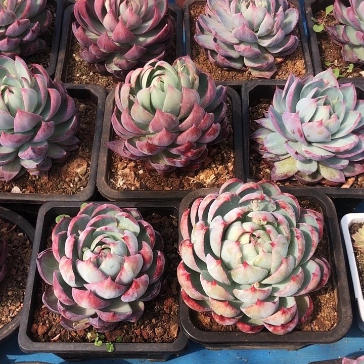 超大惊鸿拉丝多肉植物