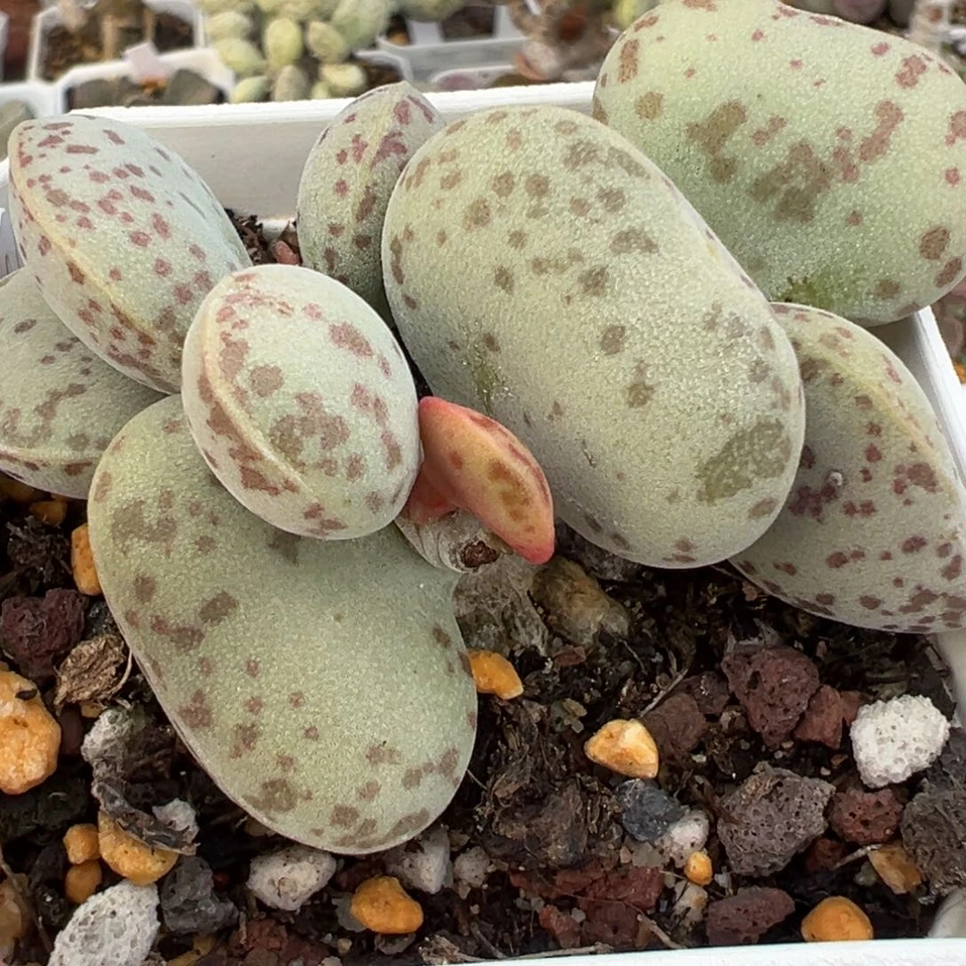 花蛋多头纯木质桩多肉植物