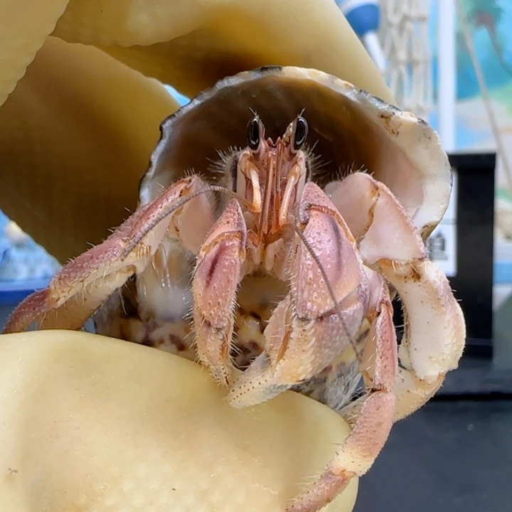 A9粉色 灰白1.9cm口径