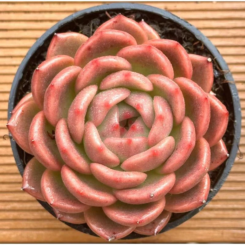 10#珍妮版Q橙 前男友精品多肉
