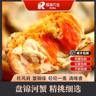 【活蟹】盘锦河蟹1-1.3两/只母蟹顺丰鲜活发货礼盒装DR