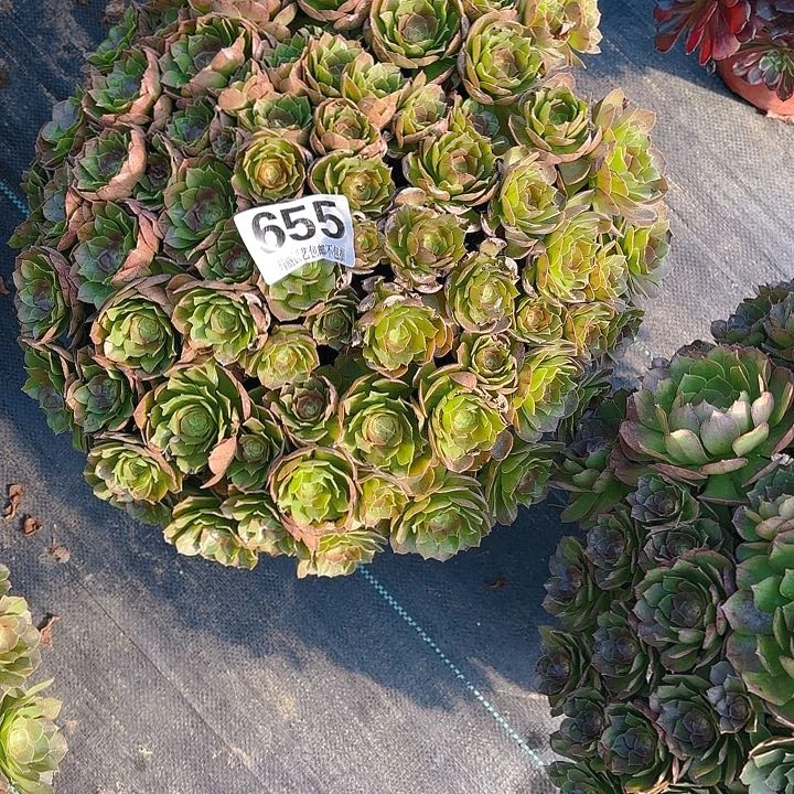 【闪购商品】柠****好655万圣节2-7