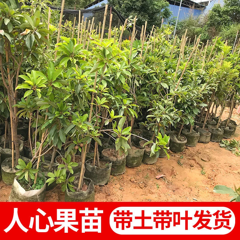 人心果树苗四季软枝大果耐寒树苗阳台庭院南北盆栽地栽当年结果