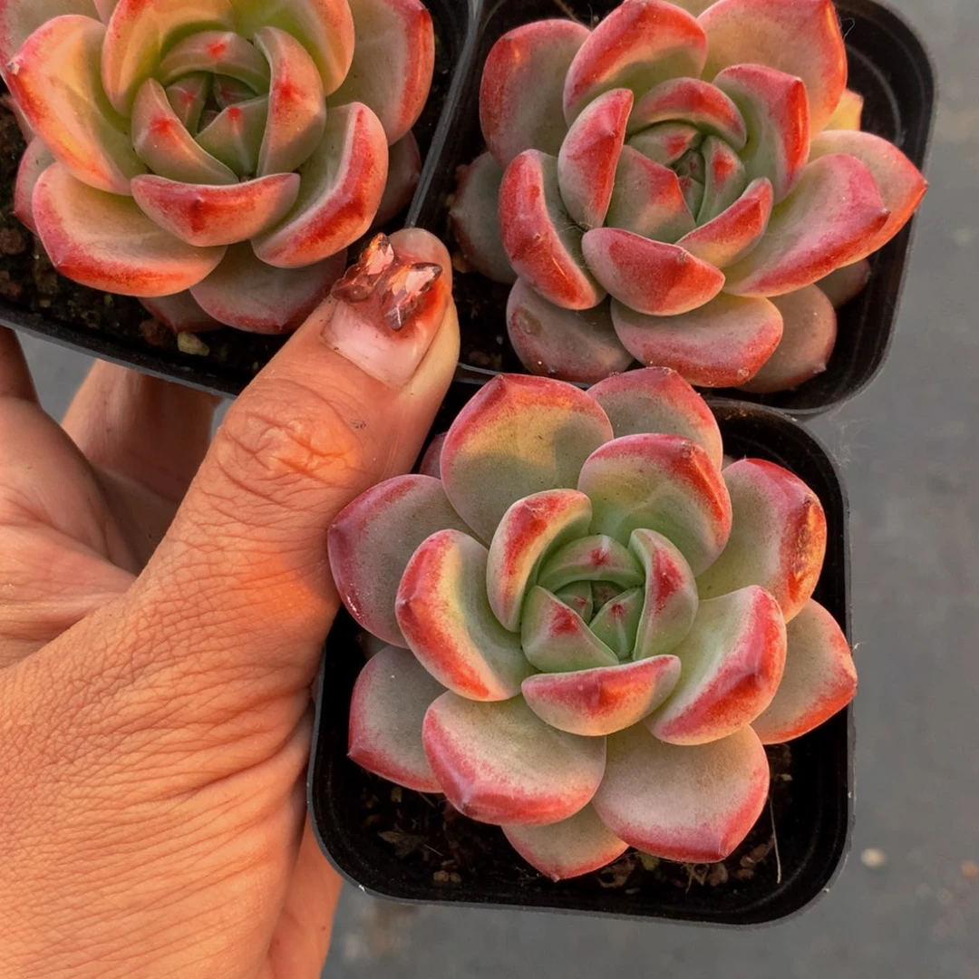 夜魔侠好看的。包邮