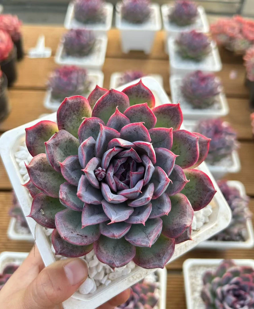 11#许仙优秀版 多肉植物  前男友精品多肉SM0522