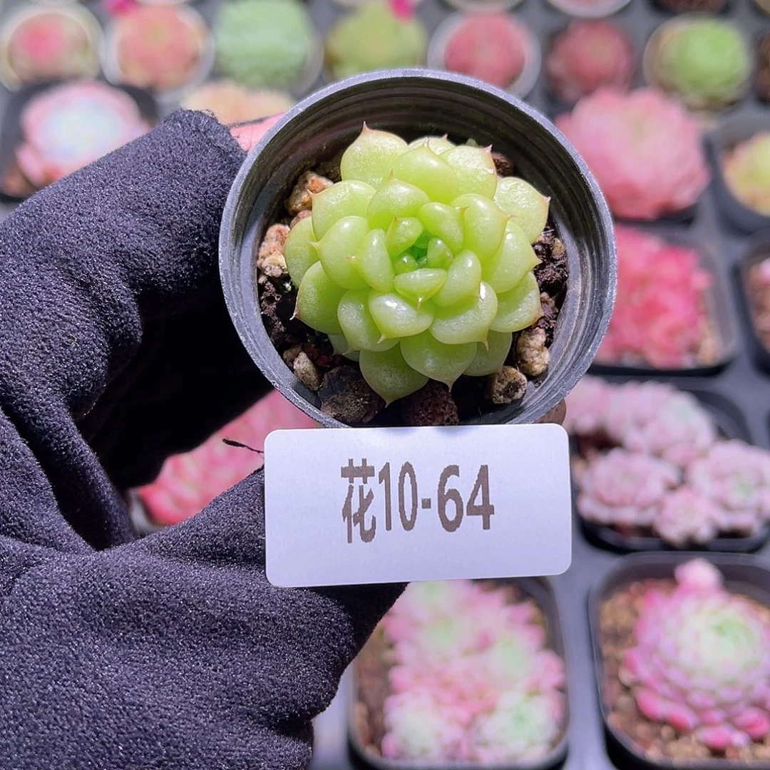 花利美10-64绿水鬼