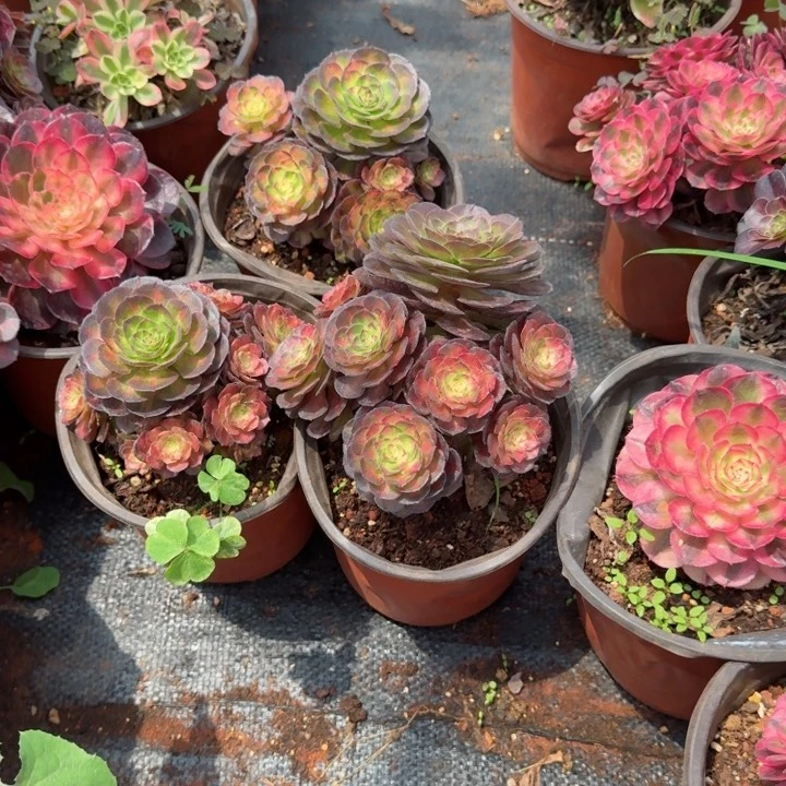 海王七彩实生根多头发货