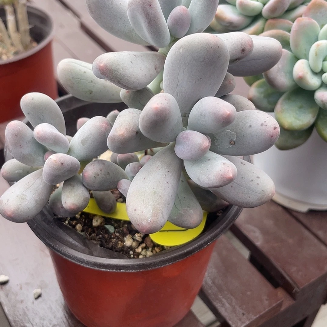 米可多肉植物群生