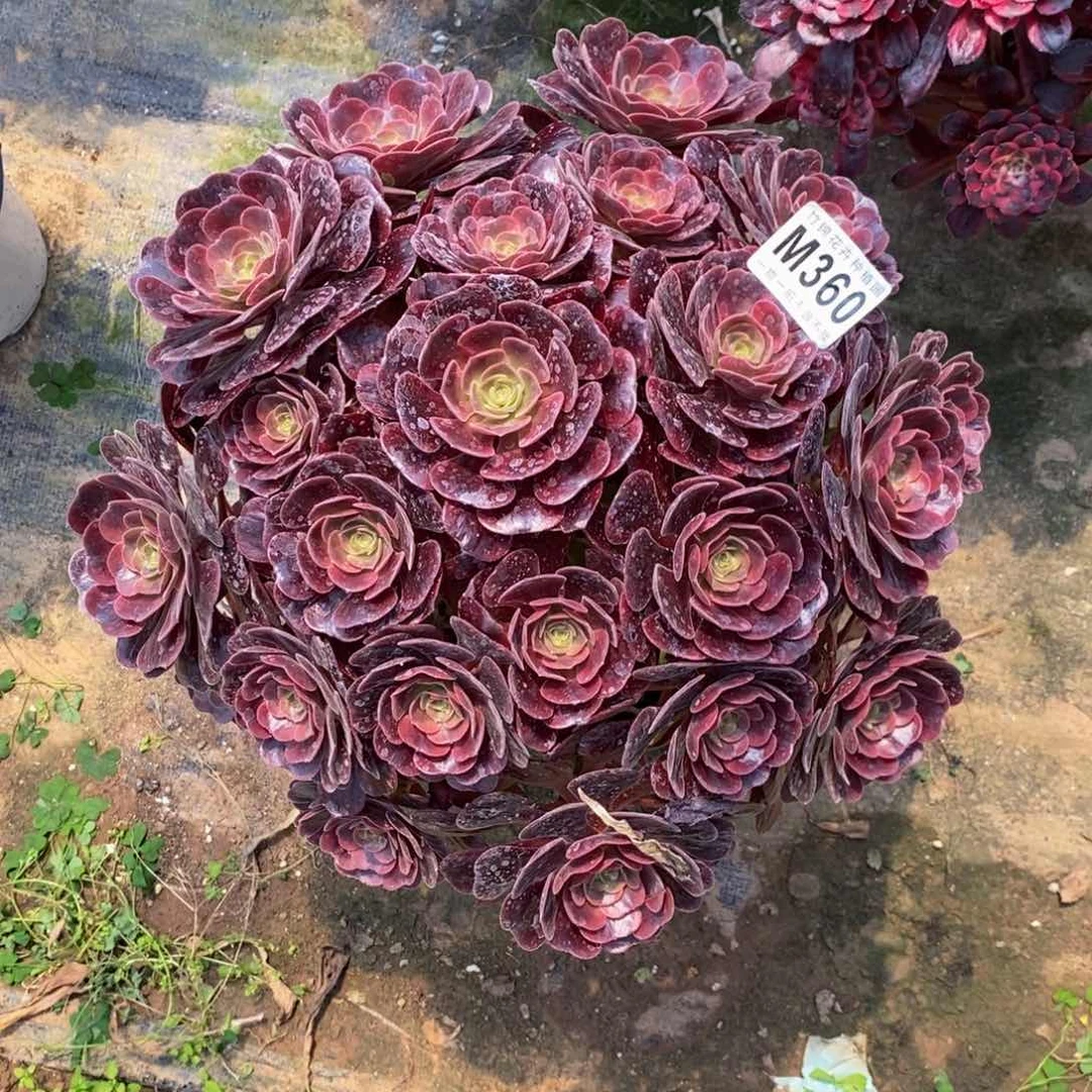 全部花朵360紫皇嫩桩一棵