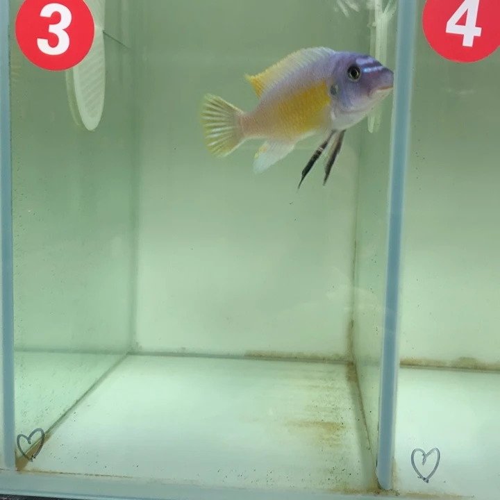 风***云慈鲷鱼3号野生卡丑