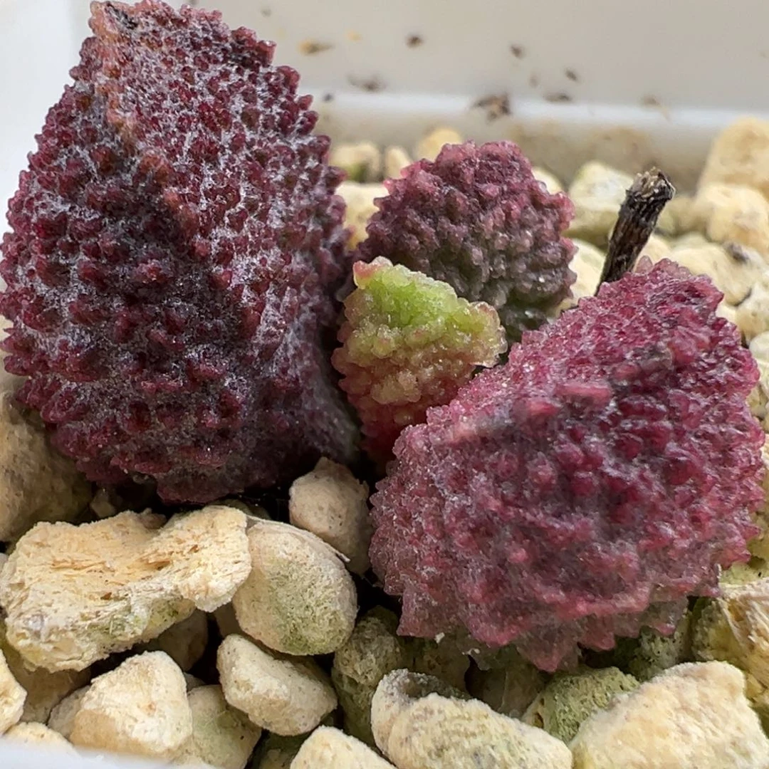 油质尢刺实生新品多肉植物