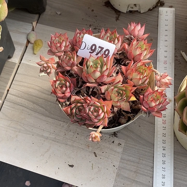 2***心979宝莲灯多肉植物