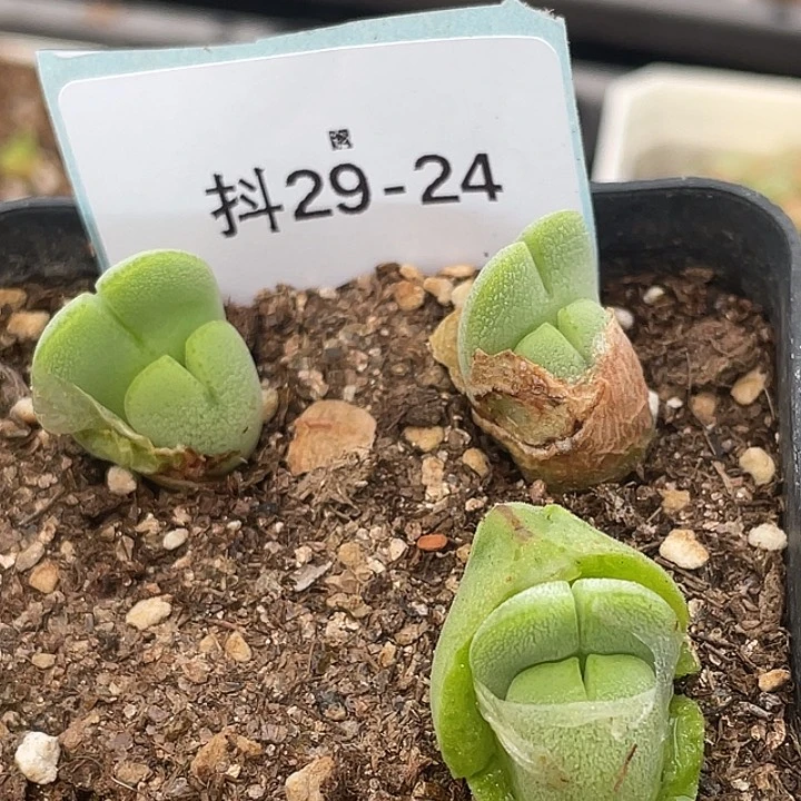 29-24毛将苗多肉植物
