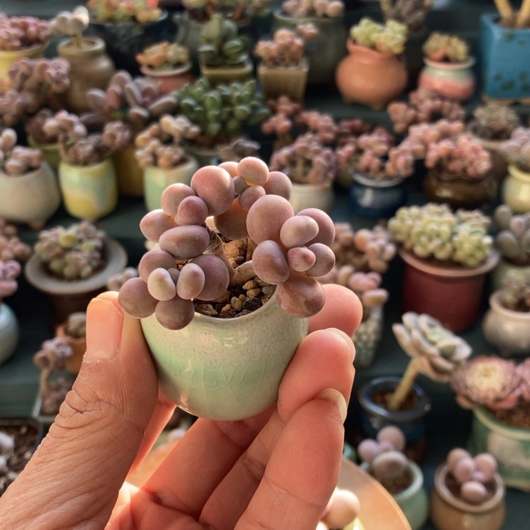 糖果腰子18带盆发货