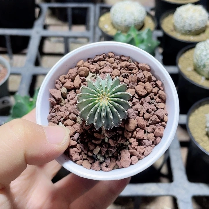 134实生薄叶花茏