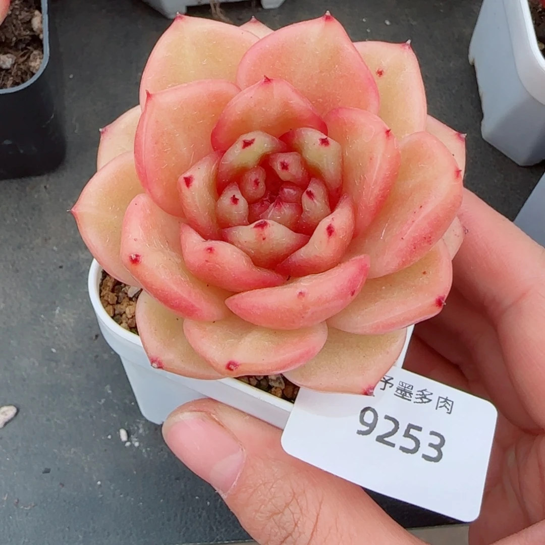 玉芷珍妮，9253多肉植物