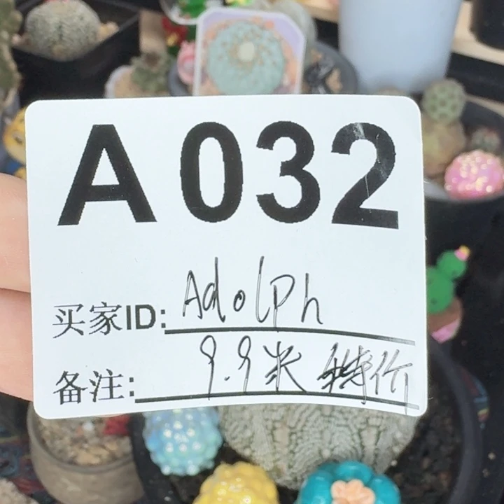 A***h福利实生特价仙人球