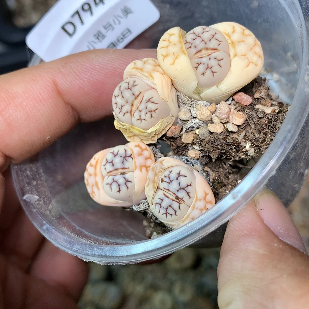 D794多肉植物保护