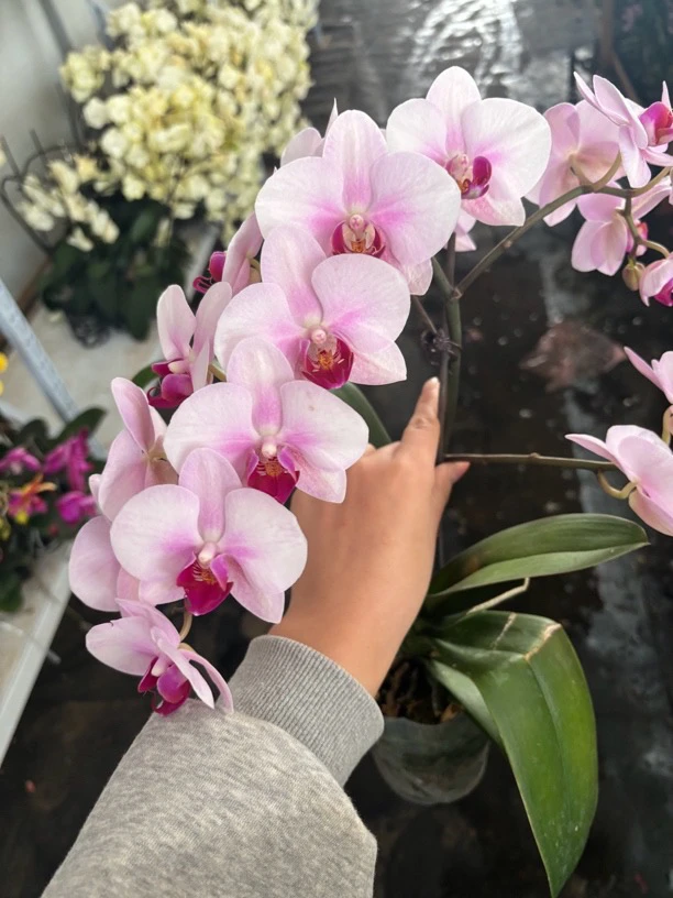 蝴蝶兰———(杭州美女)(任意两颗包邮只拍一颗发苗)