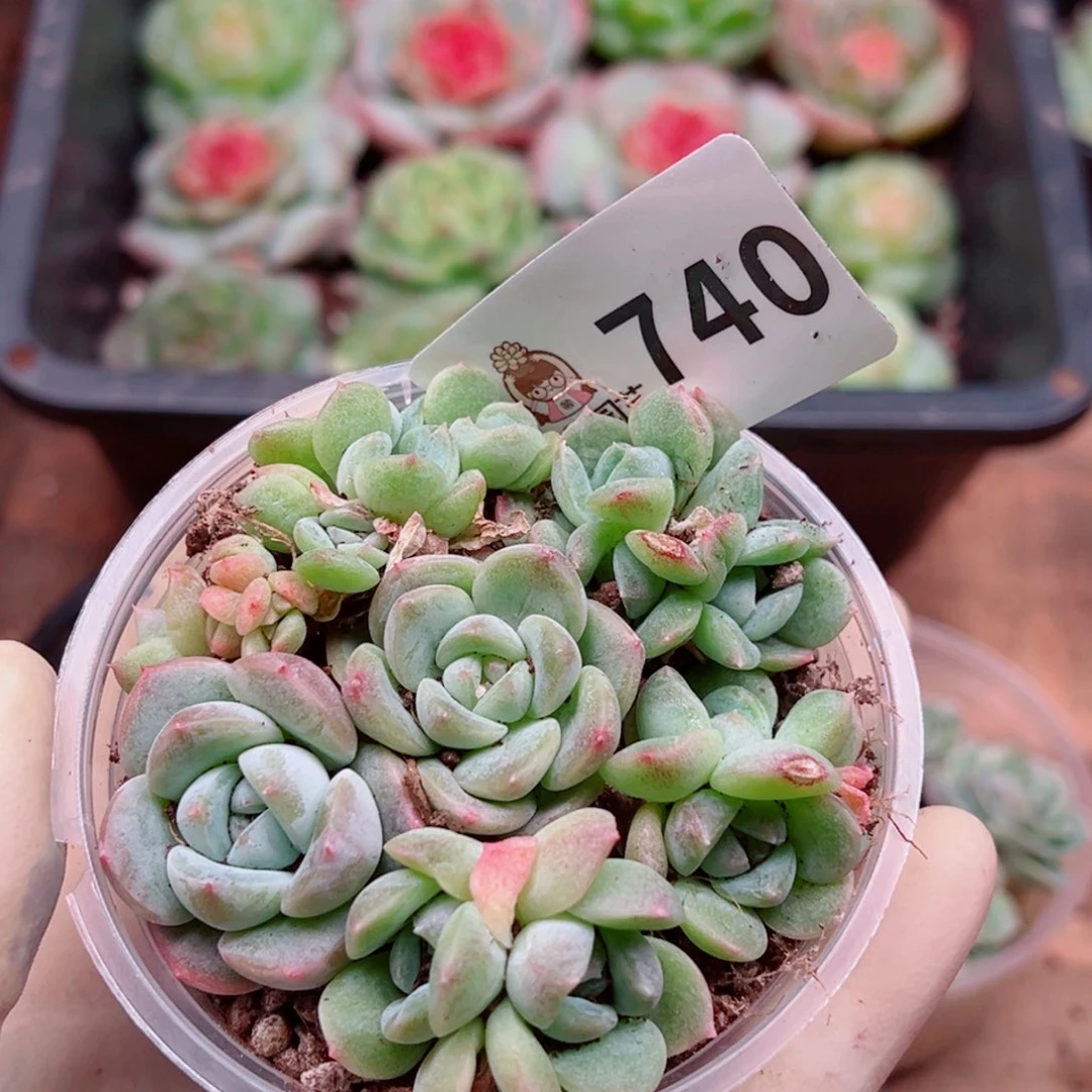 多肉植物多肉植物